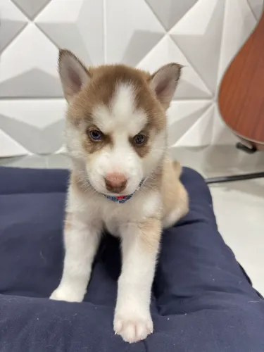 Filhotes de Husky Siberiano
