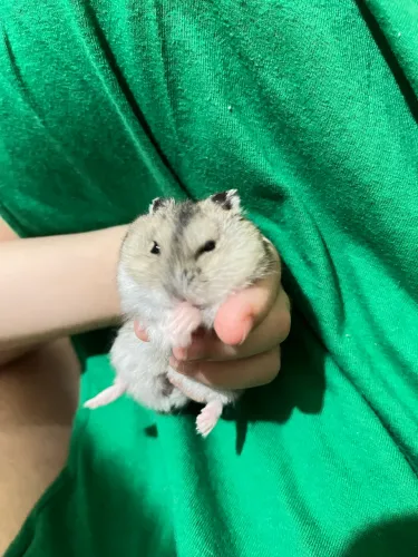Hamster anão russo filhote 