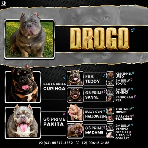American Bully