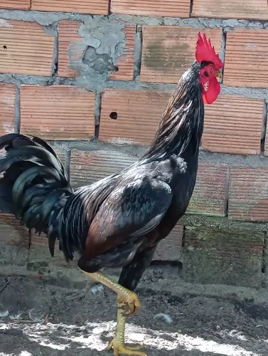 Frango/Galinha Caipira