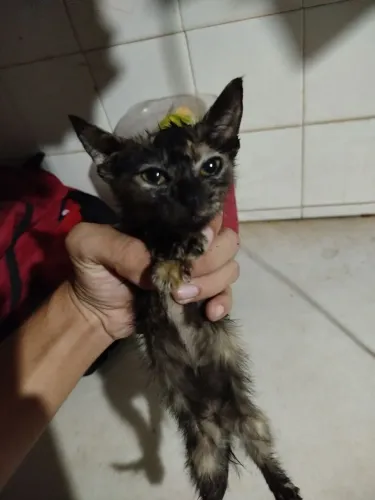 Filhote de gato desmamado