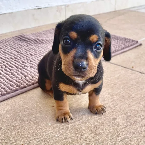 Dachshund Reserva de Filhote