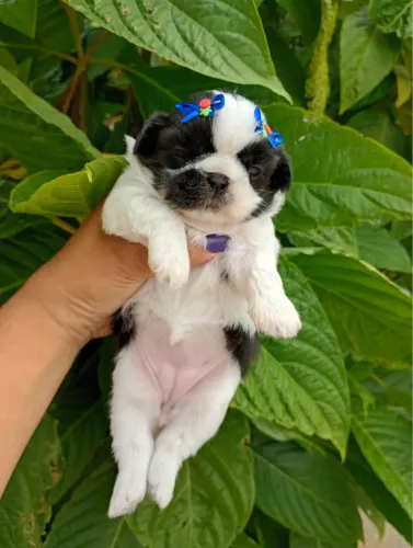 Shih Tzu filhotes saudáveis disponíveis
