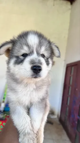 Husky Siberiano 