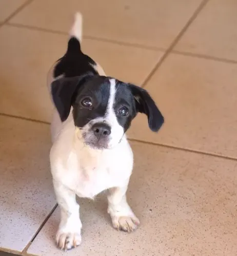 Cachorro macho doação porte pequeno 3 meses Kiko Lar de Amor