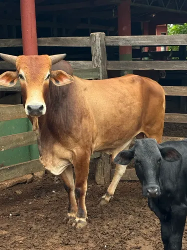 Vendo gado 
