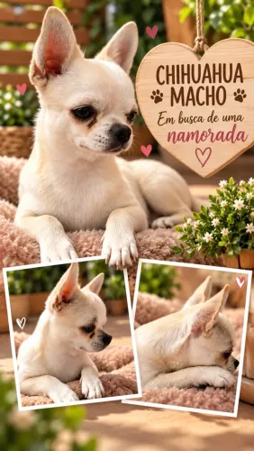 Chihuahua macho disponível para cobertura (cruza)