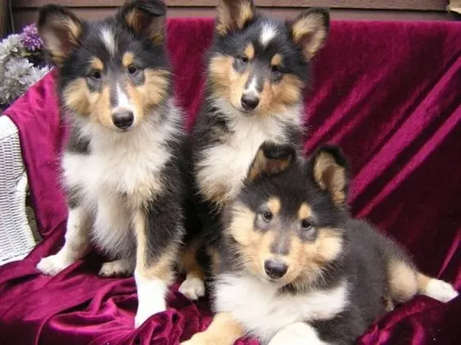 Rough Collie