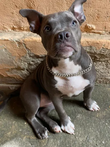 Vendo uma American bully fêmea