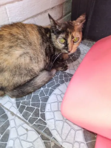 Gata para adoção 