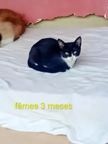 GATOS filhotes para adoção 