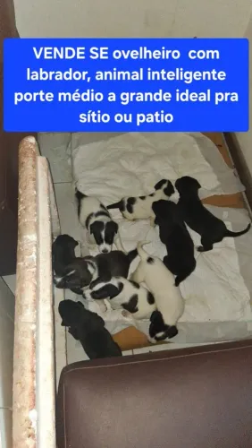 Doação filhotes labrador