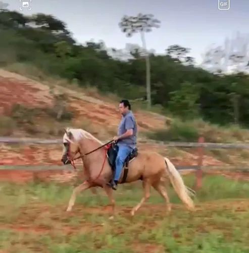 Cavalo Mangalarga Marchador