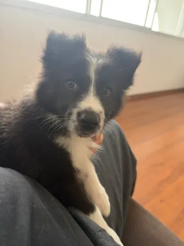 Border collie fêmea