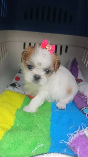 Shitzu fêmea mini