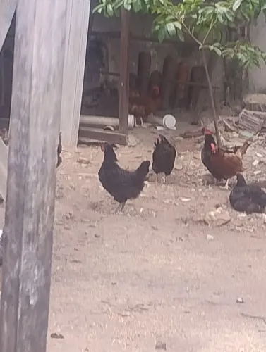 GALINHA E GALO CAIPIRA 