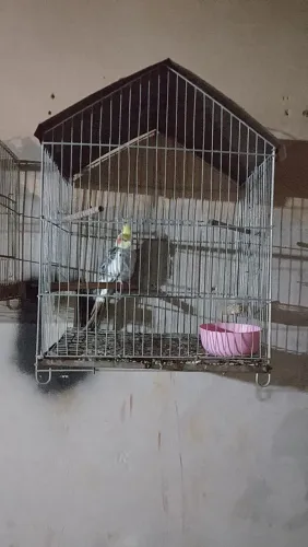 Vendo mais informações chama no PV
