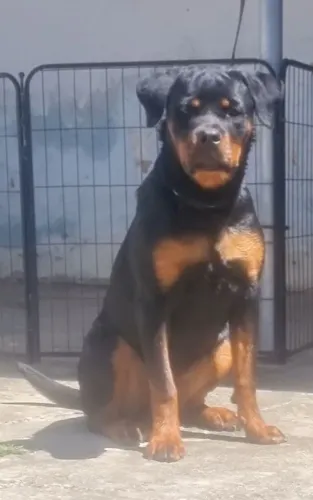 Filhota de Rottweiler 6 meses