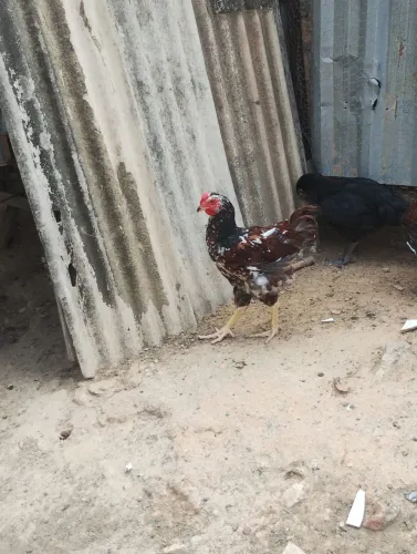 Frango GSB Puro