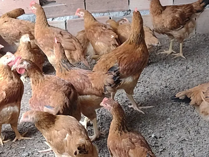 Galinha caipira com 50 unidade 