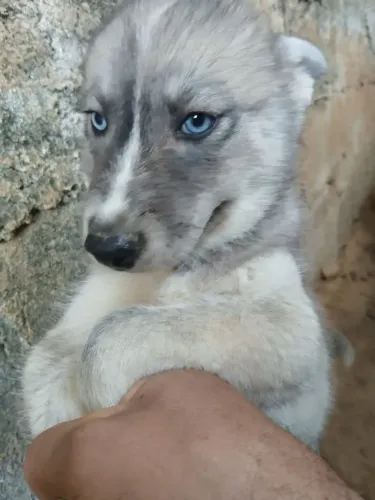 Cachorro 