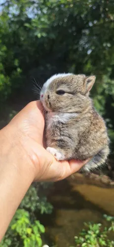 Mini coelho Netherland Dwarf