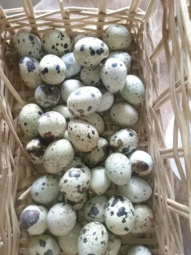 Vendo ovos ferteis de codorna,raça melhorada japônica com gigante..ZAP *