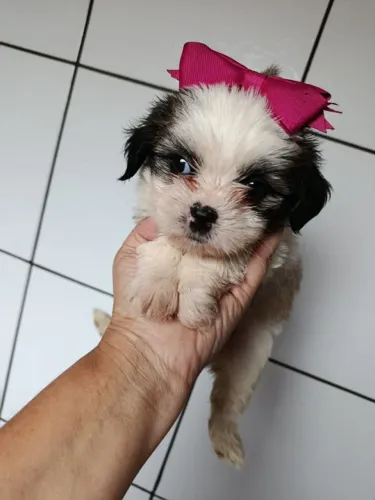 Filhote Shih Tzu, Fofura garantida em quatro patinhas!