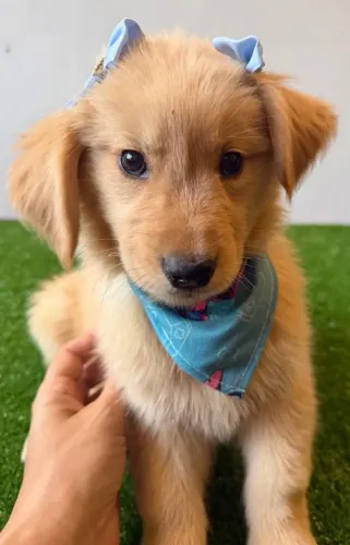 Filhotes puros de golden retriever, vacinados e microchipados Pais com Pedigree