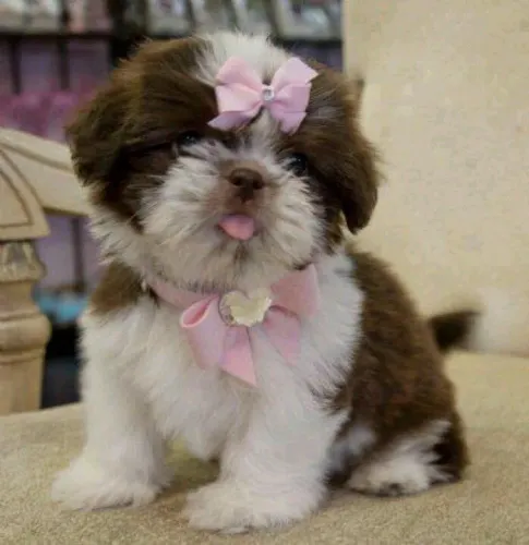 Shih tzu nao perca hoje filhote