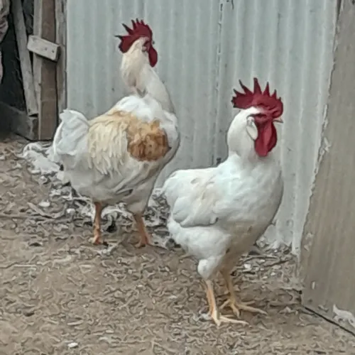 Frangos caipira pesadão