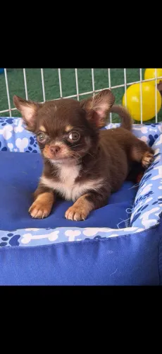 Chihuahua cães super dócil e carinhosos