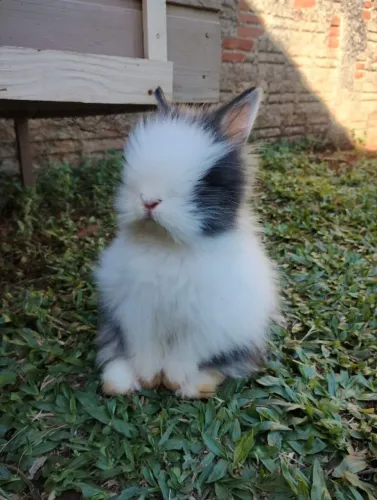 Mini coelho macho disponível