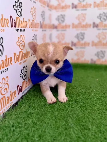 Chihuahua Macho 