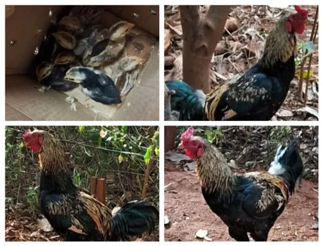 8 pintinhos caipira puro e um galo novo tudo por 130