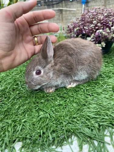 Coelhos anões de Netherland Dwarf macho filhotes