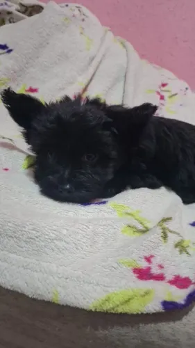 Vendo filhote de yorkshire terrier Black 