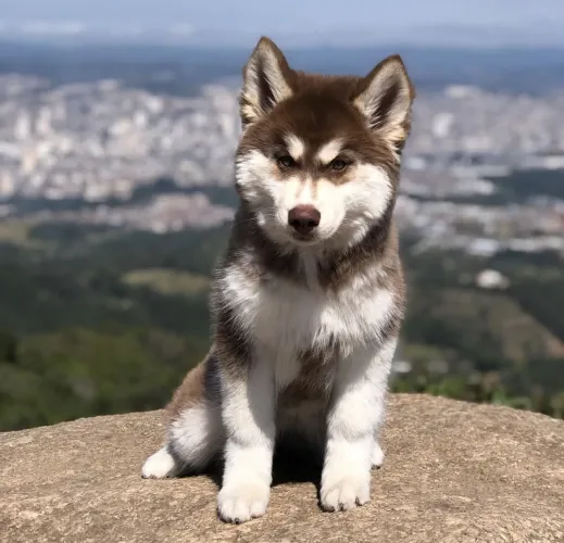 Filhote Husky Siberiano, Venha conhecer os bebês mais fofos da cidade!