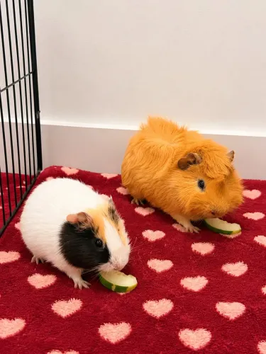 Porquinho da índia