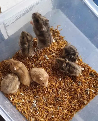 Hamster anão russo 