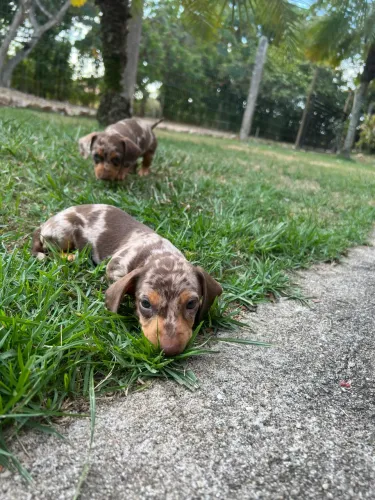 Dachshund miniatura