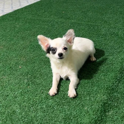 chihuahua fêmeas