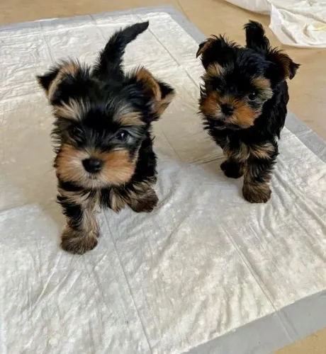 Yorkshire Poucos disponíveis - um pet pronto pra te amar