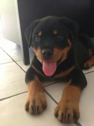 Filhotes De Rottweiler - Companheiros De Bons Momentos 