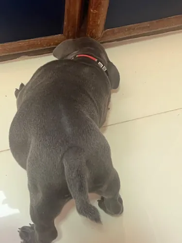 Vendo cachorro América bully 2000 reais 