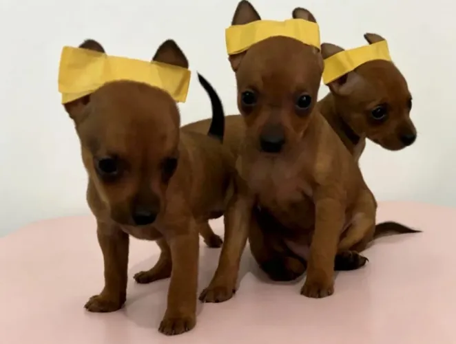 Pinscher