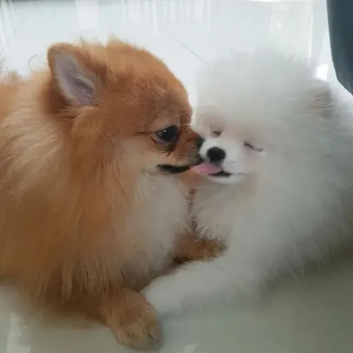 Spitz Alemão Afeto que se adapta às mudanças