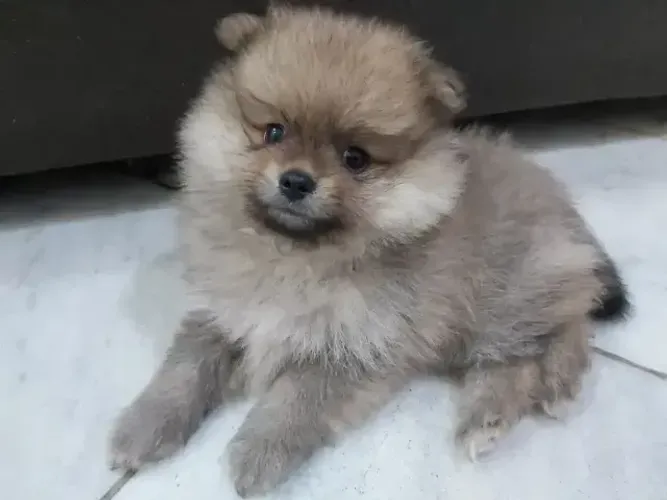 DOAÇÃO de lulu da pomerânia
