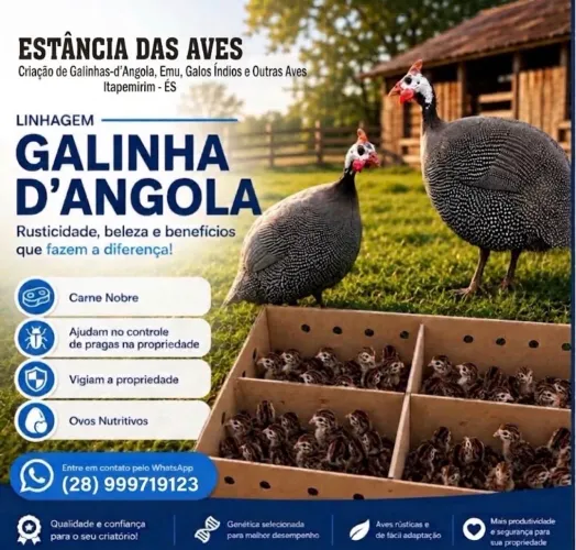 Galinha-d'angola