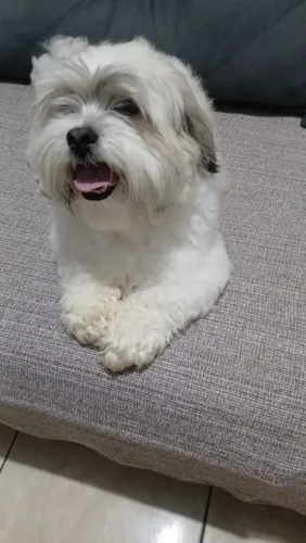 Lhasa apso adoção